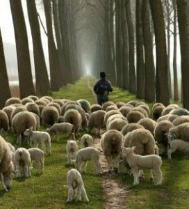 sheep-with-shepherd